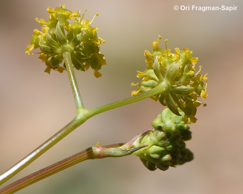 Chaerophyllum aurantiacum