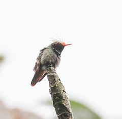 Lophornis delattrei image
