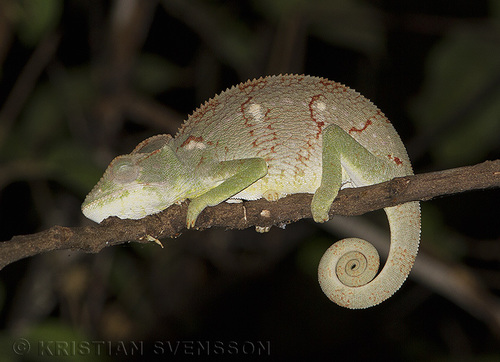 Oustalet's Giant Chameleon
