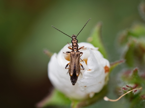 Oedemera barbara