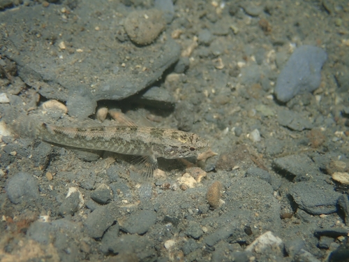 Brown Spine-cheek Gudgeon
