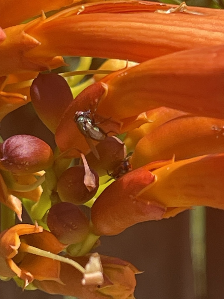 Calyptrate Flies from Minerva Ct, Riverside, CA, US on June 01, 2022 at ...
