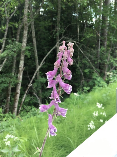 Northern Wolfsbane