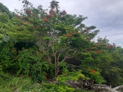 Delonix regia image