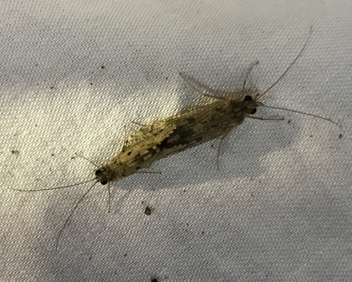 Diplectrona californica