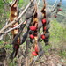Erythrina montana - Photo (c) Leopoldo Hurtado, todos os direitos reservados, uploaded by Leopoldo Hurtado