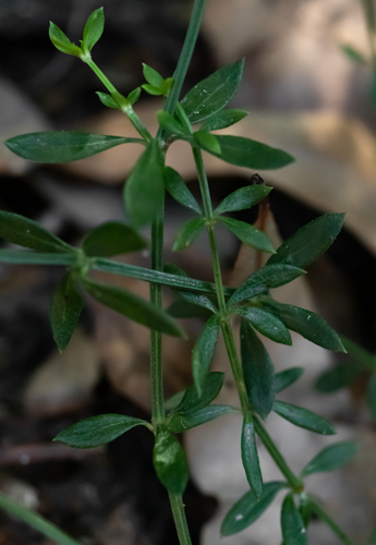 Galium orizabense ssp. laevicaule