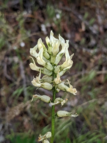 Astragalus reventiformis (Rydb.) Barneby