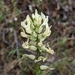 Yakima Milkvetch - Photo (c) Ash Gill, all rights reserved, uploaded by Ash Gill