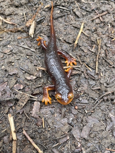 iNaturalist observation photo of Sierra Newt