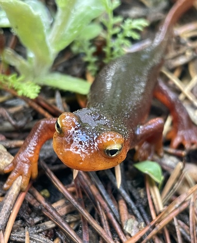 iNaturalist observation photo of Sierra Newt
