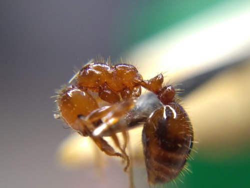 金属火蚁Solenopsis metallica