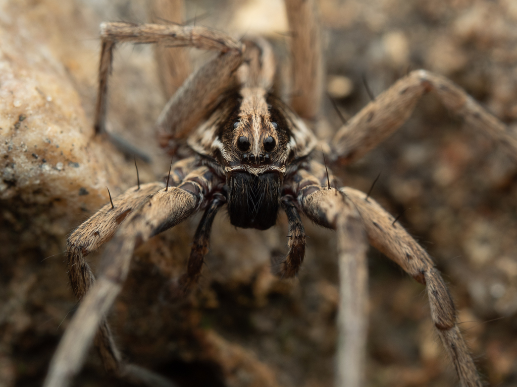 Schizocosa mccooki from Jefferson County, MO, USA on May 28, 2022 at 10 ...