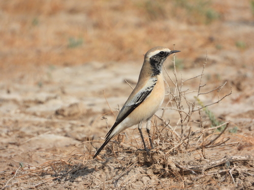Desert Wheatear