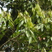 Lithocarpus lepidocarpus - Photo (c) naturalistchu, all rights reserved, uploaded by naturalistchu