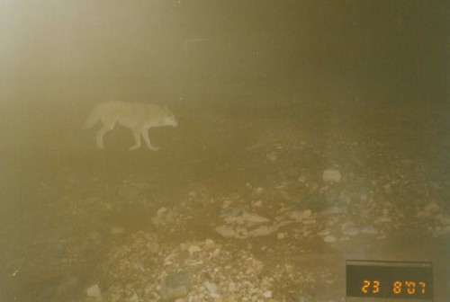 Himalayan Wolf