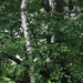 photo of Paper Birch (Betula papyrifera)