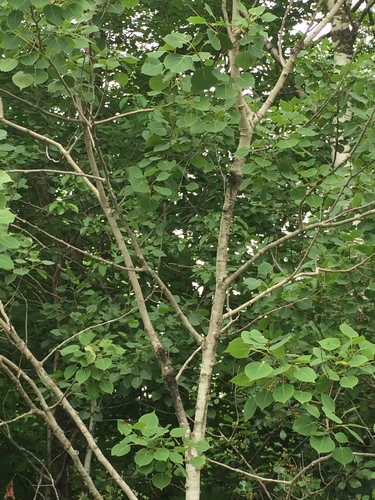 photo of Trembling Aspen (Populus tremuloides)