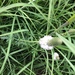 photo of White Prairie Clover (Dalea candida)