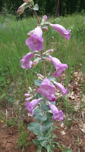 large-flowered beardtongue