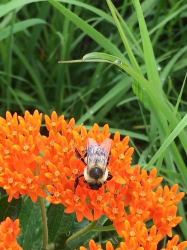 photo of Common Eastern Bumble Bee (Bombus impatiens)