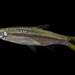 Rasbora dusonensis - Photo (c) Andaman Kaosung, all rights reserved, uploaded by Andaman Kaosung