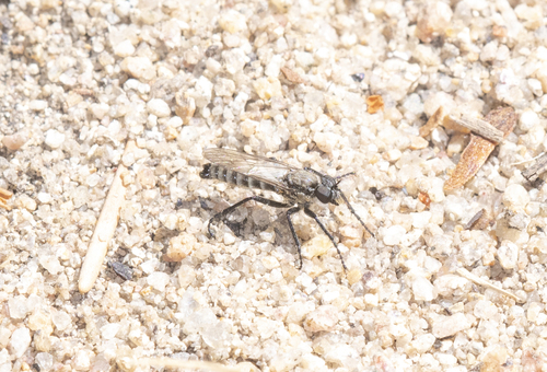 Lasiopogon polensis