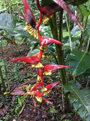 Image of Heliconia collinsiana
