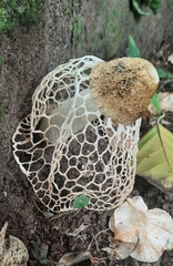 Phallus haitangensis image