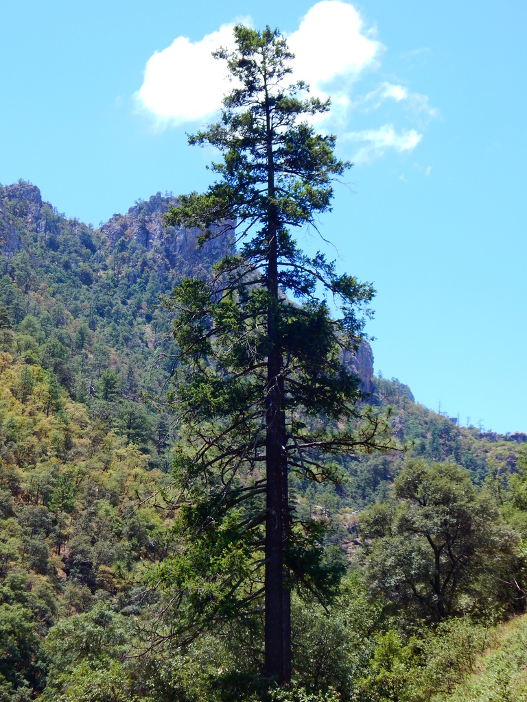 MÉXICO | Debate de la Megadiversidad | Climas, Flora, Fauna ...