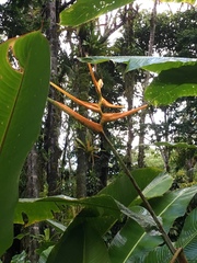 Heliconia latispatha image