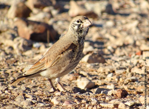 Thick-billed Lark