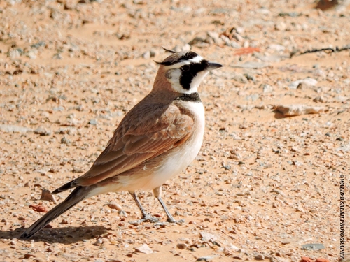 Temminck's Lark