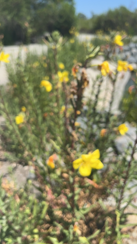 iNaturalist observation photo of tall evening primrose
