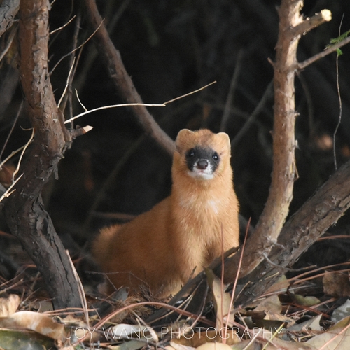 Siberian Weasel