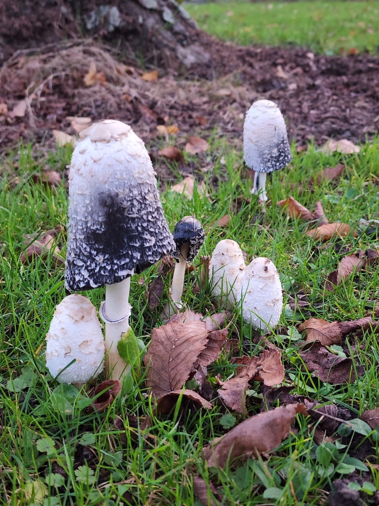 Shaggy Mane From West End, Palmerston North, New Zealand On June 07 