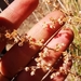 Artemisia dracunculus dracunculus - Photo (c) Paula Pijoan, all rights reserved, uploaded by Paula Pijoan