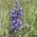 Wyeth's Lupine - Photo (c) Nicki Cagle, all rights reserved, uploaded by Nicki Cagle