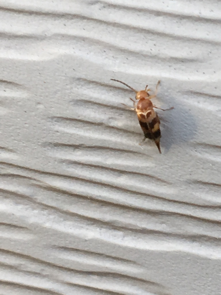 Mordellistena liturata from South Carolina, USA on June 7, 2022 at 07