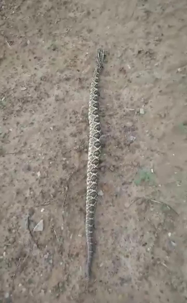 Venezuelan rattlesnake from 470001, Santa Marta, Magdalena, Colombia on ...