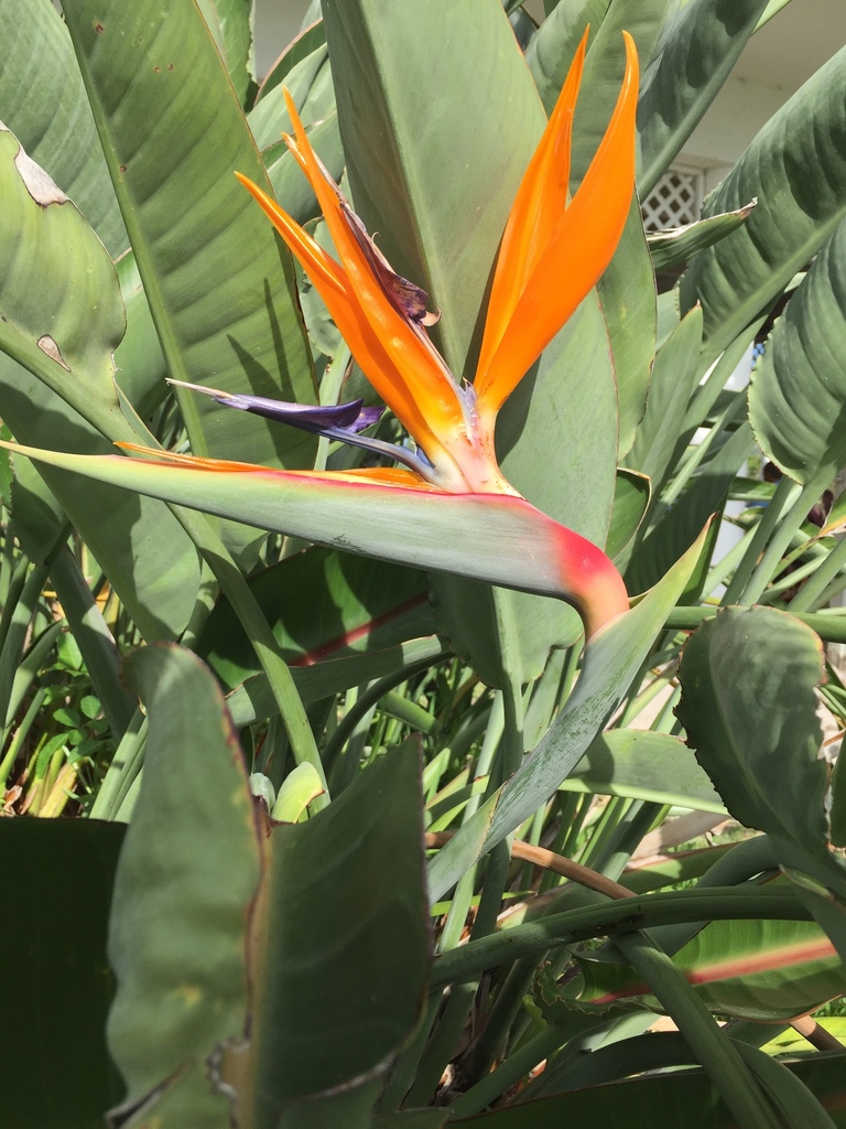 Flores de Ave del Paraíso (género Strelitzia) · iNaturalist Ecuador