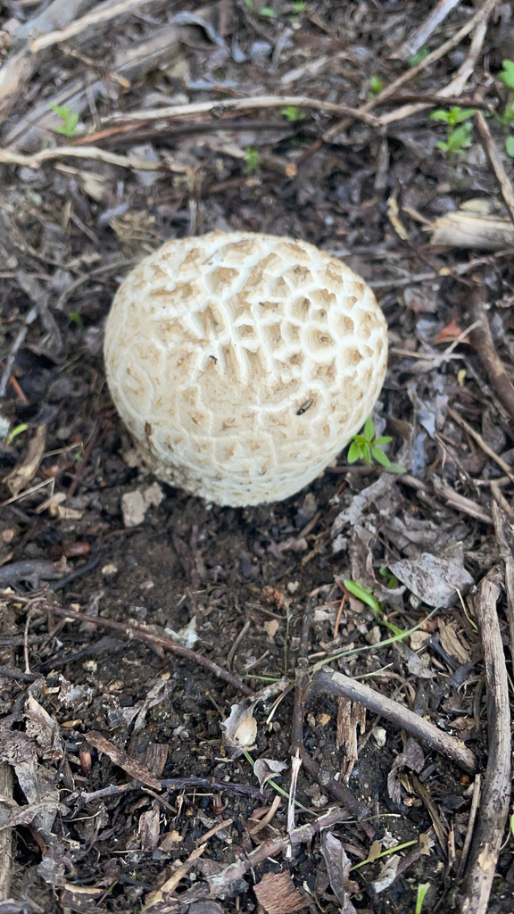 Calbovista subsculpta in June 2022 by johnson888 · iNaturalist