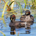 Common Australasian Grebe - Photo (c) Geoff Gates, all rights reserved, uploaded by Geoff Gates