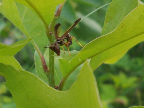 photo of Brown Wasp Mantidfly (Climaciella brunnea)
