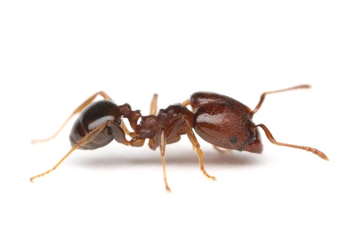 Pheidole crassicornisPheidole crassicornis