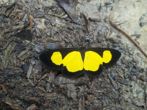 Atyriodes albiventris