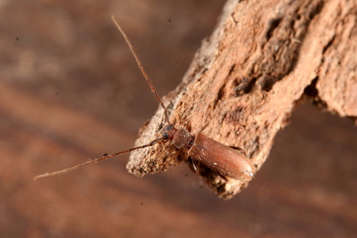 Japonopsimus orientalis