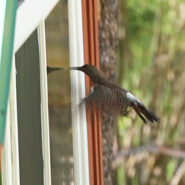 iNaturalist observation photo of Northern Flicker