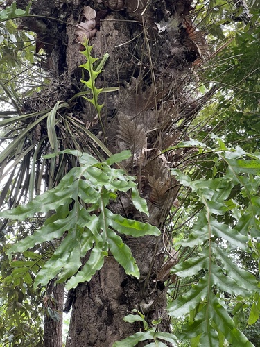 Oakleaf fern