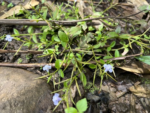 sparrow false pimpernel